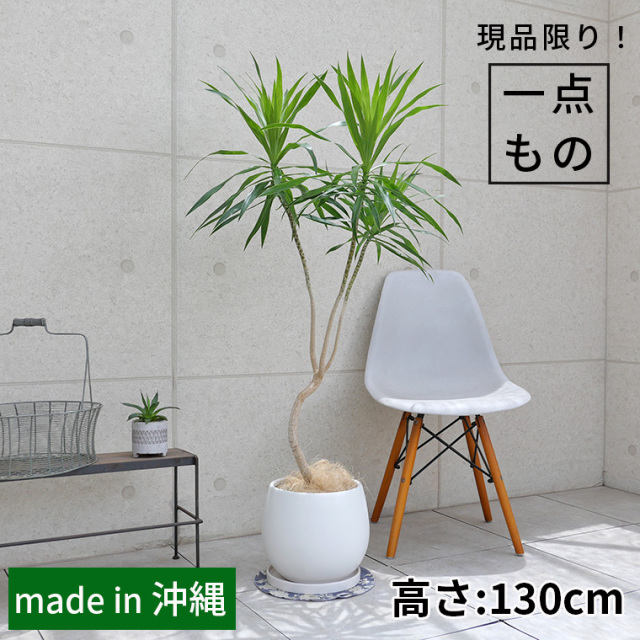 ドラセナ・ナビー-011　陶器鉢植え・Lサイズ（マットシリーズ/ムーン）