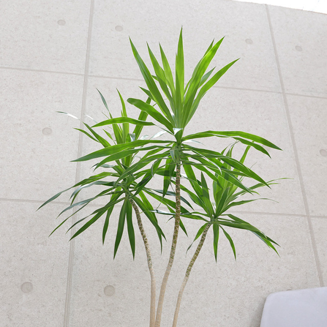 ドラセナ・ナビー-011　陶器鉢植え・Lサイズ（マットシリーズ/ムーン）