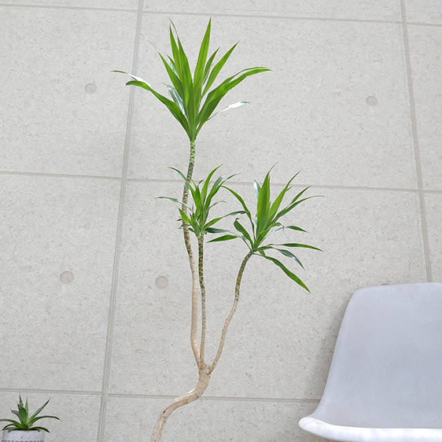 ドラセナ・ナビー-012　陶器鉢植え・Lサイズ（マットシリーズ/ムーン）
