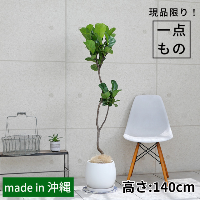 フィカス（ゴムの仲間） 観葉植物と植木鉢の専門店cocolate（ココレート）