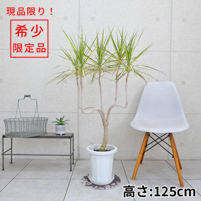 目的・置き場所から選ぶ 観葉植物と植木鉢の専門店cocolate（ココレート）