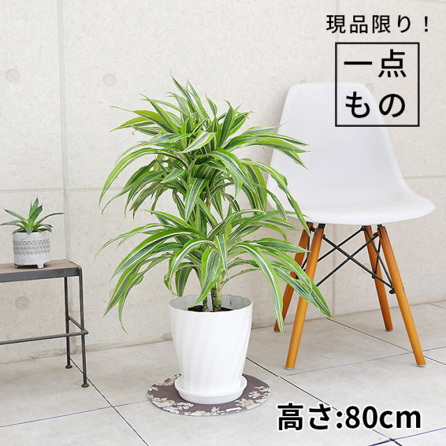 目的・置き場所から選ぶ 観葉植物と植木鉢の専門店cocolate（ココレート）