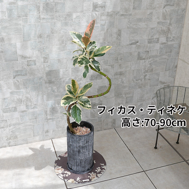 フィカス（ゴムの仲間） 観葉植物と植木鉢の専門店cocolate（ココレート）