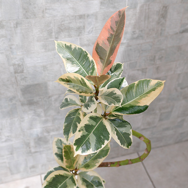 フィカス・ティネケ 陶器鉢植え（ニヨン） 観葉植物と植木鉢の専門店