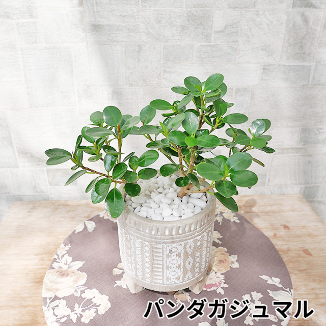 ガジュマルの商品一覧