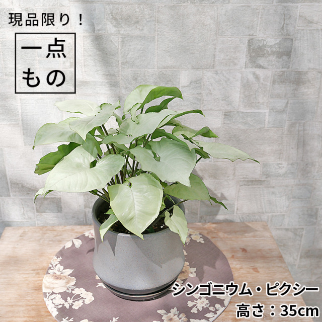 5,000円 観葉植物と植木鉢の専門店cocolate（ココレート）