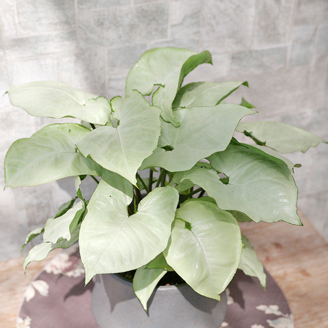 シンゴニウム・ピクシー-001 陶器鉢植え（スポール・M） 観葉植物と