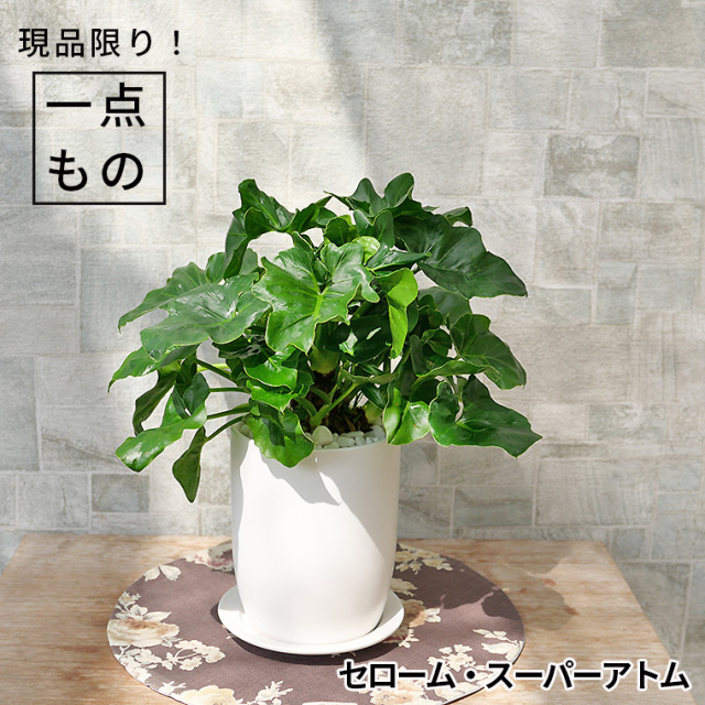 セローム・スーパーアトム-001　陶器鉢植え（マットシリーズ/トールエッグ）