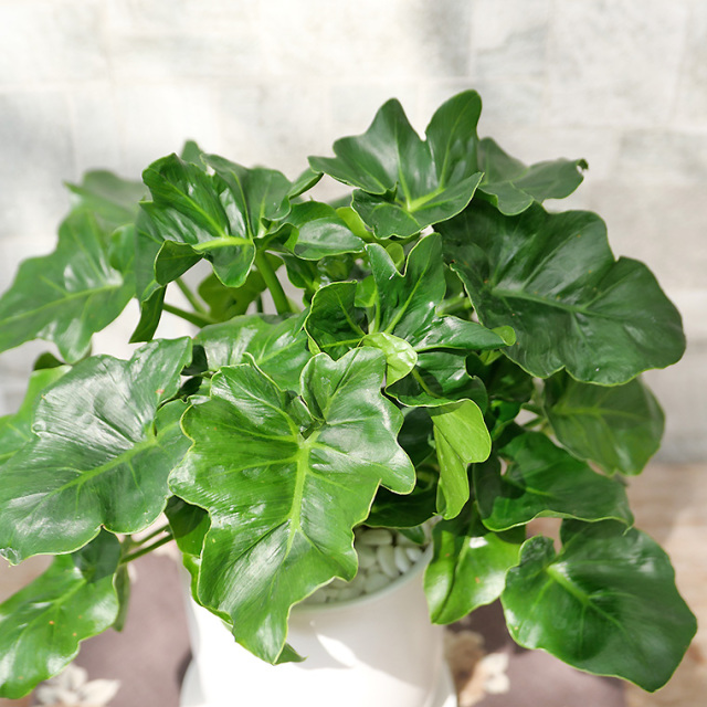セローム・スーパーアトム-001　陶器鉢植え（マットシリーズ/トールエッグ）