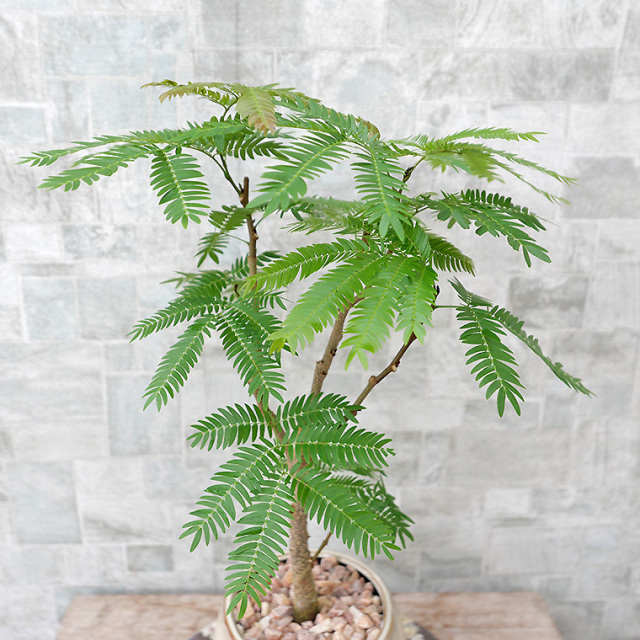 ネムノキ・エバーフレッシュ-048　陶器鉢植え（マッシュ・M）