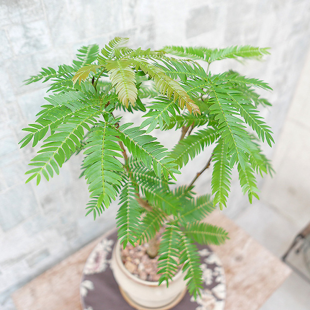 ネムノキ・エバーフレッシュ-048　陶器鉢植え（マッシュ・M）