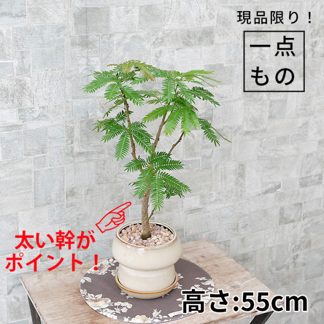 ネムノキ・エバーフレッシュ-048　陶器鉢植え（マッシュ・M）