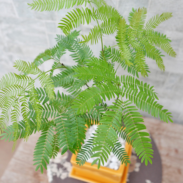 ネムノキ・エバーフレッシュ-049　陶器鉢植え