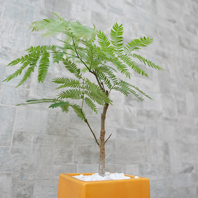 ネムノキ・エバーフレッシュ-049　陶器鉢植え