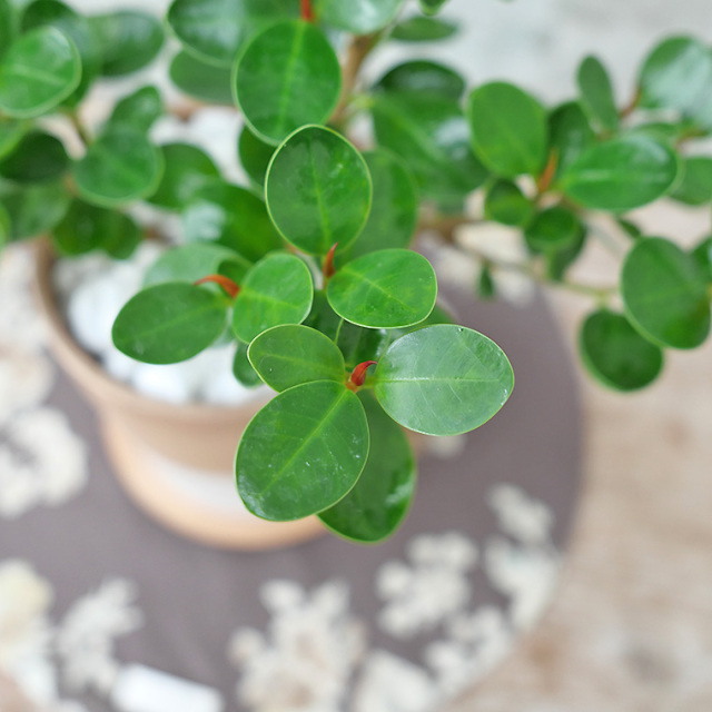 パンダガジュマル　陶器鉢植え