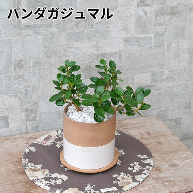 パンダガジュマル　陶器鉢植え
