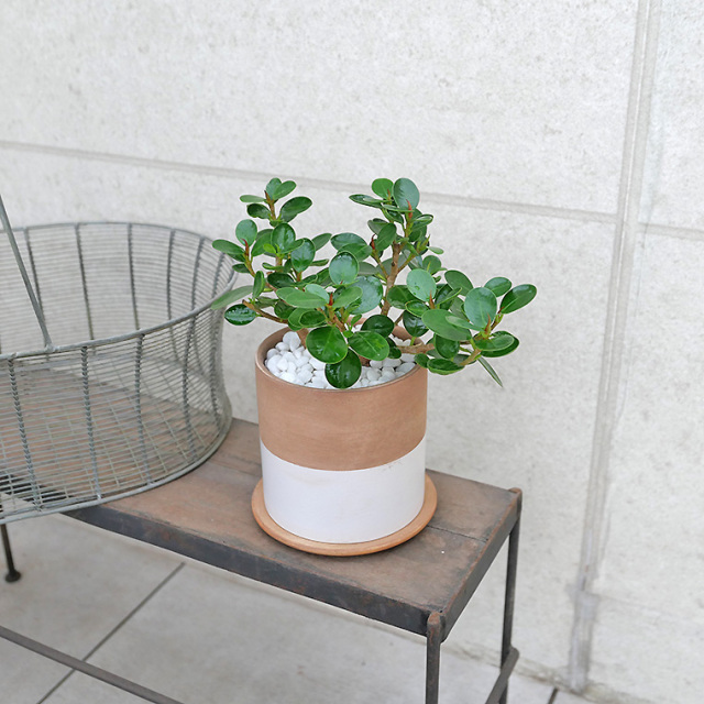 パンダガジュマル　陶器鉢植え