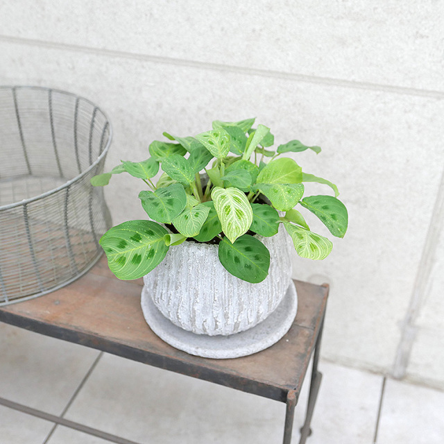 マランタ・レウコネウラ・ファンタジー　陶器鉢植え（セメント）