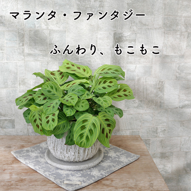マランタ・レウコネウラ “ライトベインズ”（ファンタジー）セメント鉢植え