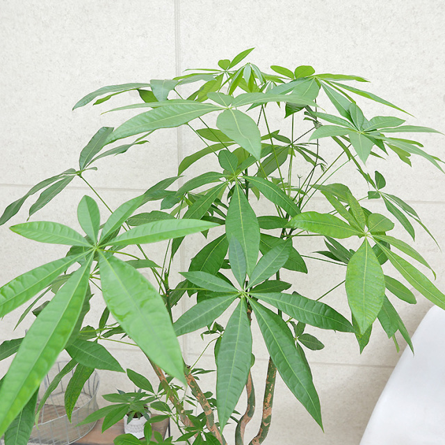 パキラ-024　8号鉢