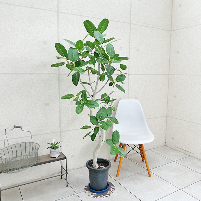 観葉植物 フィカス ベンガレンシス フィカス・ベンガレンシス-135 8号鉢 観葉植物と植木鉢の専門店