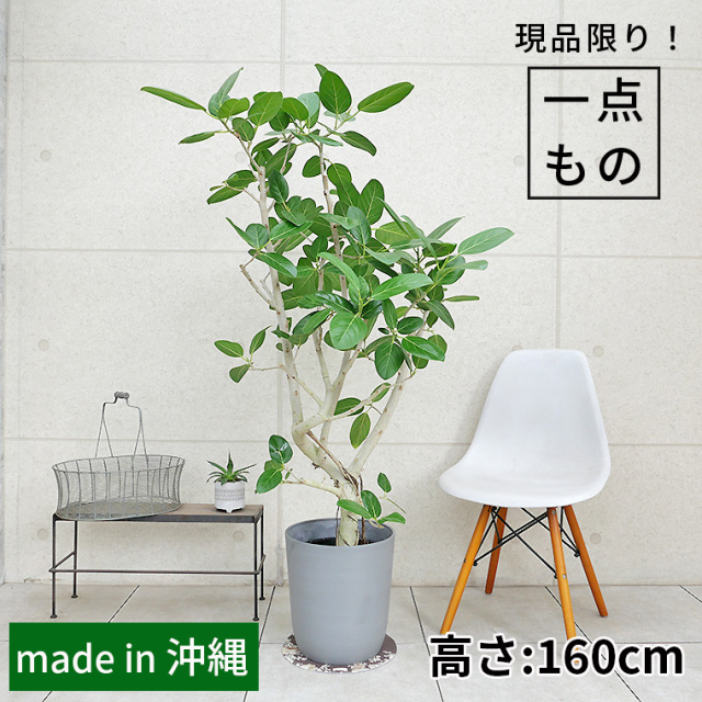 フィカス・ベンガレンシス-136　8号鉢