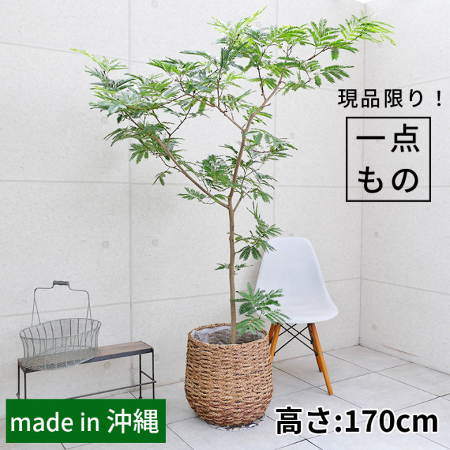 ネムノキ・エバーフレッシュ-050　10号鉢