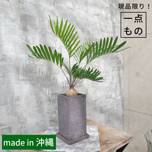 【希少種】ザミア・フロリダ―ナ　陶器鉢植え