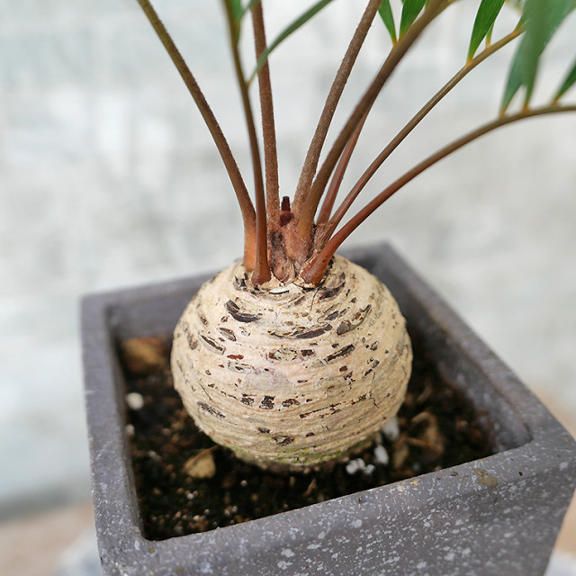 【希少種】ザミア・フロリダ―ナ　陶器鉢植え