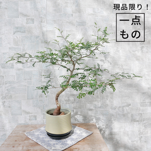 オペルクリカリア・デカリー-001　陶器鉢植え（スポール・M）