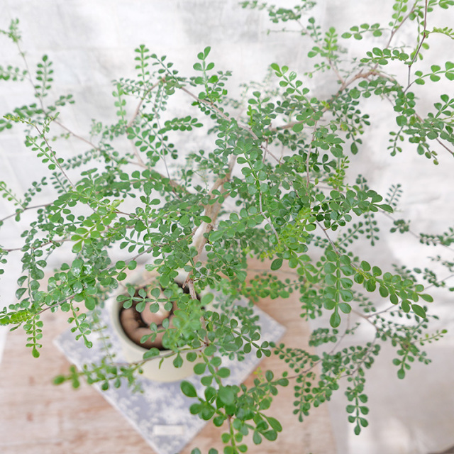 オペルクリカリア・デカリー-001　陶器鉢植え（スポール・M）