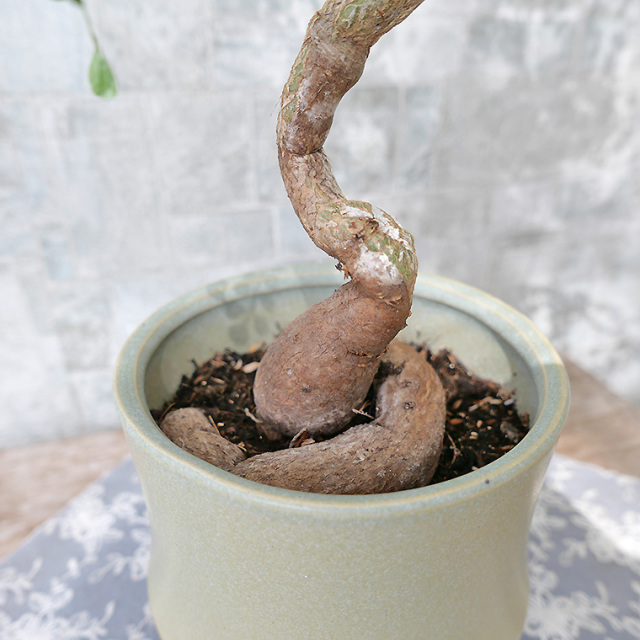 オペルクリカリア・デカリー-001　陶器鉢植え（スポール・M）