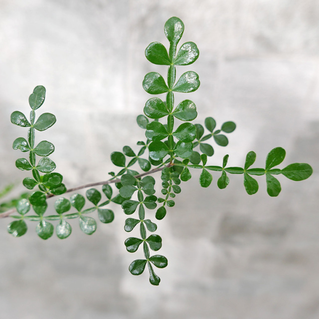 オペルクリカリア・デカリー-001　陶器鉢植え（スポール・M）