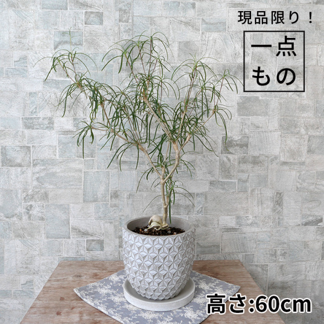 5,001～10,000円 観葉植物と植木鉢の専門店cocolate（ココレート）