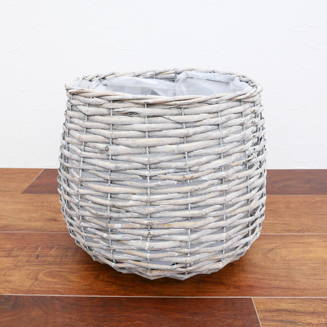 マニア向け】アガベ・ゴールドマージン-002 7号セラート鉢 観葉植物と