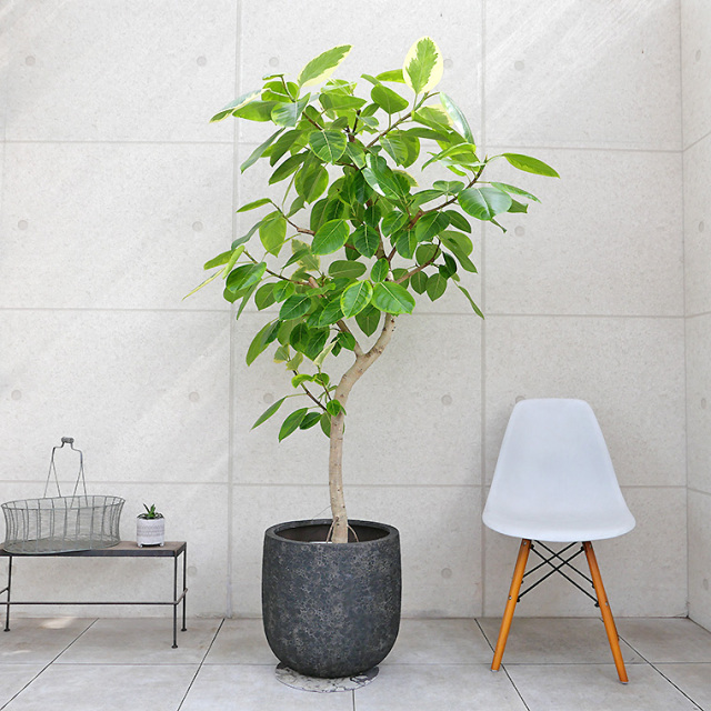 軽量FRP製ラヴァライト Uポット・ブラック