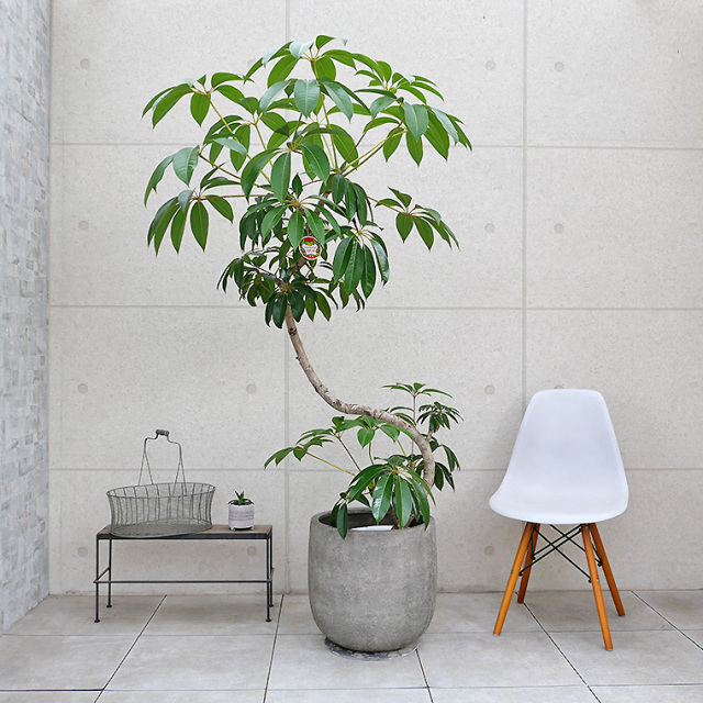 軽量FRP製ラヴァライト Uポット・グレー