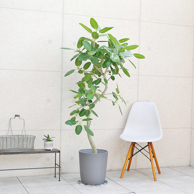 グライスポット・グレー 8号鉢用