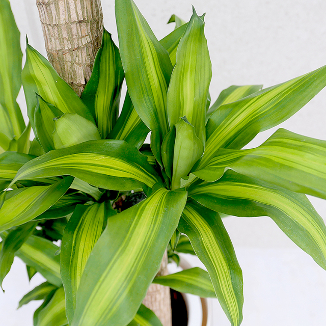 ドラセナ・マッサンゲアナ（幸福の木） 葉の拡大