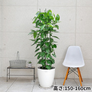 シナモン　10号鉢