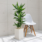 ドラセナ・ジュレ　陶器鉢植え（マットシリーズ/プリズム）