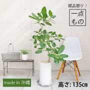 フィカス・ベンガレンシス-084　陶器鉢植え（マットシリーズ/ロングシリンダー）
