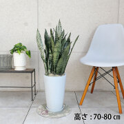 サンスベリア・ゼラニカ　陶器鉢植え・Mサイズ（ラウンド）