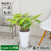 クッカバラ（フィロデンドロン・ザナドゥー）根上がり-008　樹脂製鉢植え（12A22）