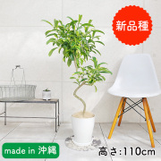 K2091-P2165158.jpg?t=