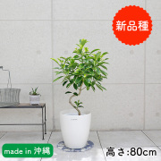 ファグラエア・ベルテロアナ　バリエガータ　7号鉢