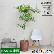 アマゾンオリーブ-017　10号鉢