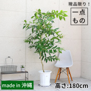 アマゾンオリーブ-023　10号鉢