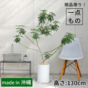シェフレラ・コンパクタ-019　陶器鉢植え・Lサイズ（マットシリーズ/ロングシリンダー）