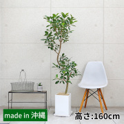 フランスゴム　陶器鉢植え・Ｌサイズ（マットシリーズ/プリズム）